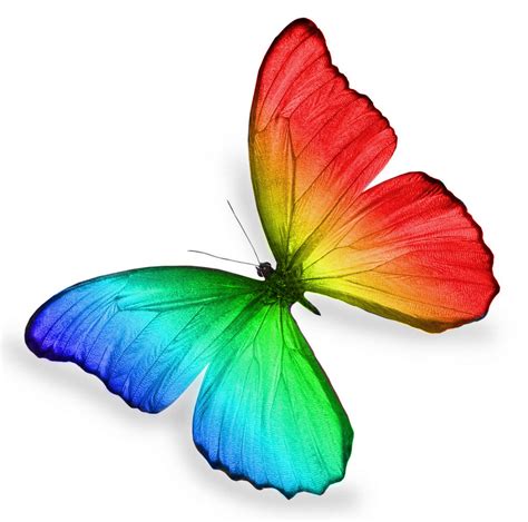 Rainbow Butterfly by ImpureElegance on DeviantArt