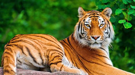 Majestic Tiger HD Wallpaper: A Stunning Animal Portrait