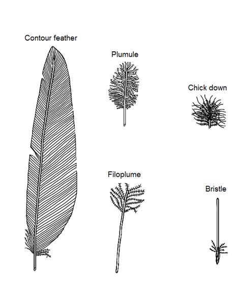 Feather Follicle Anatomy