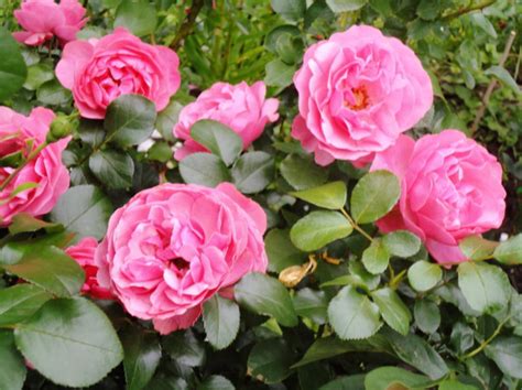 What are the Most Winter-Hardy Roses: a Cheat Sheet for the Novice Grower - Best Landscape Ideas