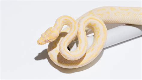 Carpet Python Morphs - Morelia Spilota Complex