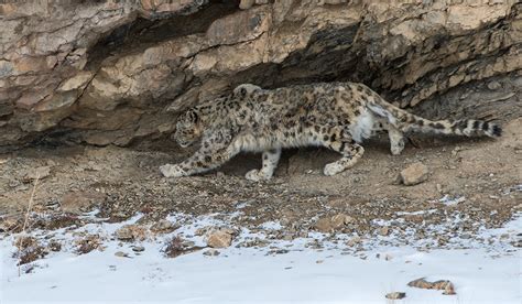 Snow Leopard Photography Tour - Hemis National Park Ladakh in Winter