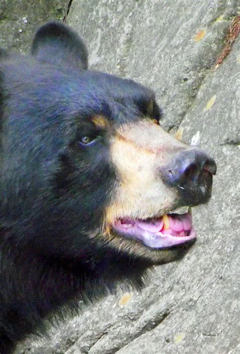 Black Bear Head Photograph by Duane McCullough - Fine Art America