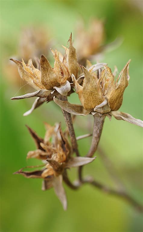 Native Hibiscus Seed Pods | There are lots of native Austral… | Flickr