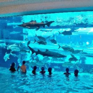 Shark Tank at Golden Nugget in Las Vegas | Vegas4Locals.com