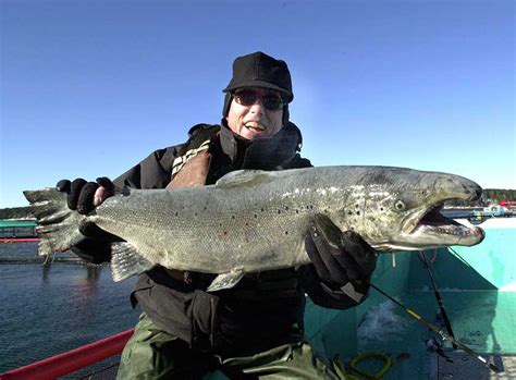 Atlantic Salmon Are a Fascinating But Troubled Fish Species