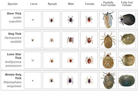 Where Are Ticks Found On A Dog