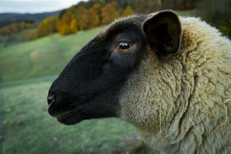 Oveja Marrón En Fotografía Con Lente De Cambio De Inclinación · Fotos de stock gratuitas