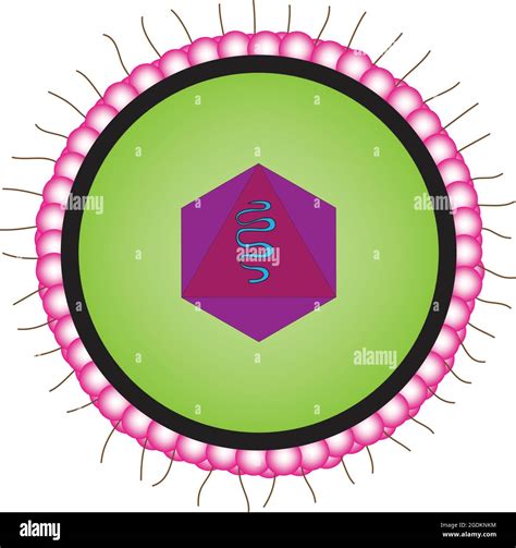 cytomegalovirus, Biological illustration of cytomegalovirus, structure ...