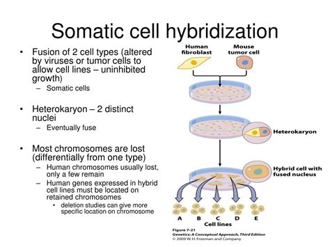 PPT - Chapter 7 – Linkage, Recombination, and Eukaryotic Gene Mapping PowerPoint Presentation ...