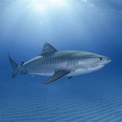 Sharks Of The Hawaiian Waters | Hawaii Adventure Diving