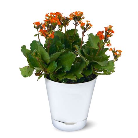 Kalanchoe Plant With Self Watering Pot | Buy Kalanchoe Plant - ₹469.00 - Plant A Leaf | Free ...