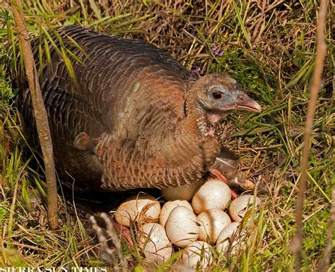 Wild Turkeys Facts and Hunting – The Poultry Guide