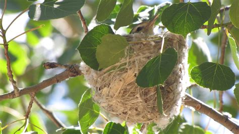 WARBLING VIREO NEST | Female? on 2 eggs | Bryant Olsen | Flickr