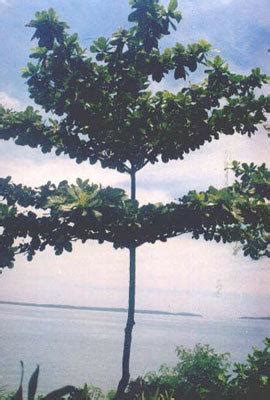 Talisay Tree - Mariveles