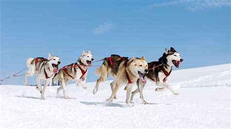 Lapland Travel by Dog sled : Dog sled tours in Lapland : Husky adventure in Lapland : Nordic Visitor