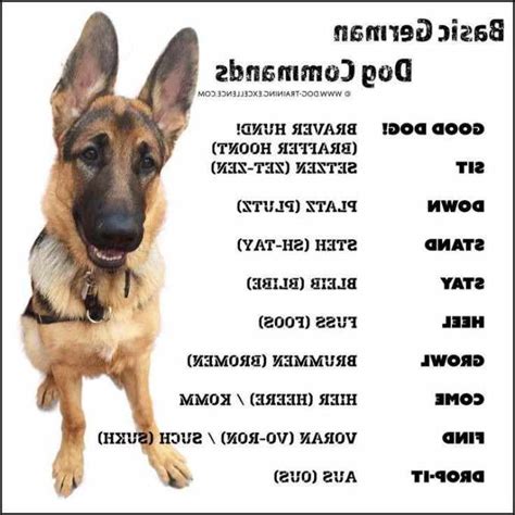 How To Train German Shepherd | PETSIDI