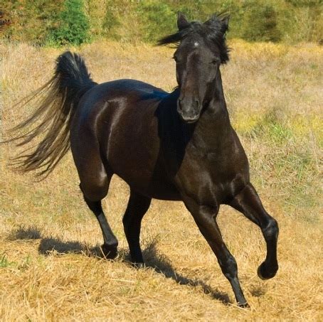 Caspian Horse Breed Information, History, Videos, Pictures