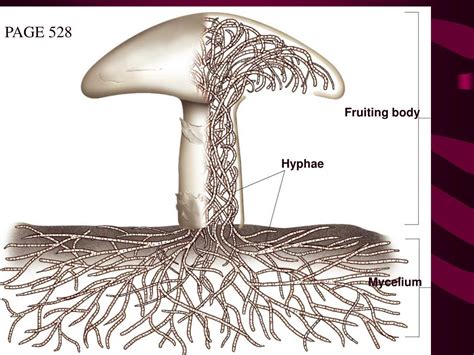 PPT - Chapter 21 Fungi PowerPoint Presentation, free download - ID:1466324