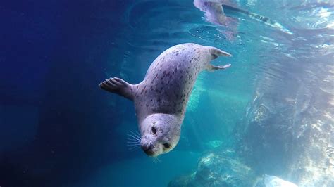 Harbor seals swim in slow motion - YouTube