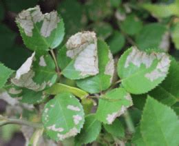 Feeding Damage to Rose Leaves | K-State Turf and Landscape Blog