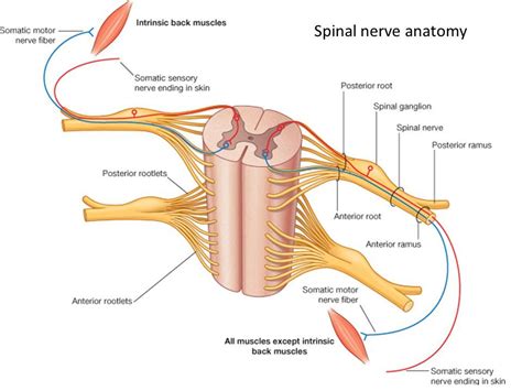 Anterior ramus | Spinal nerve, Nerve anatomy, Spinal nerves anatomy