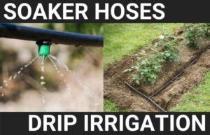 Drip Irrigation vs Soaker Hose