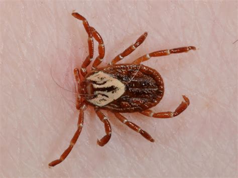 Always check for ticks after outdoor summer activities | Mississippi State University Extension ...