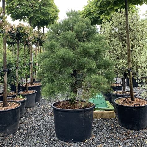 Buy Sequoiadendron giganteum - UK Plants - Architectural Plants