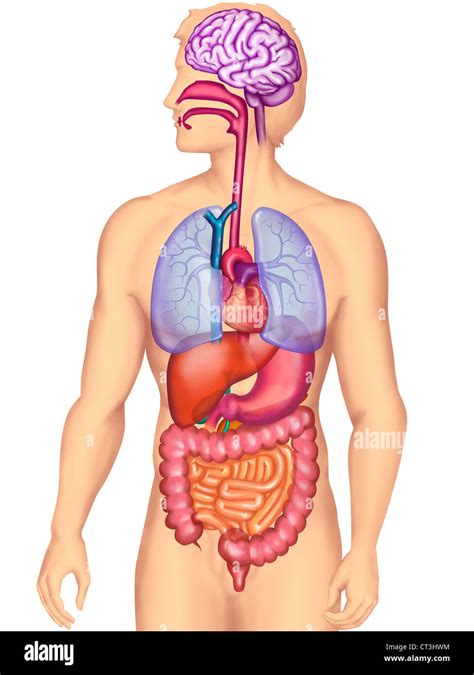 Trunk oesophagus hi-res stock photography and images - Alamy