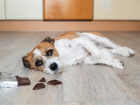 6 Symptoms of Chocolate Poisoning in Dogs | Heart + Paw