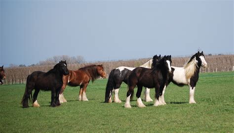 The Cob Horse Breed by Team Horsemart | Horsemart