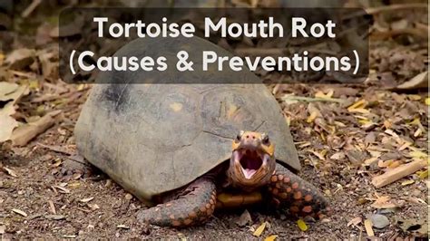 Tortoise Mouth Rot (Causes, Treatment, FAQs) - Tortoise Website