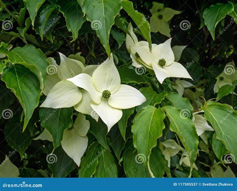 Dogwood Tree White Four Petal Flowers. Stock Image - Image of petals, tree: 117595537