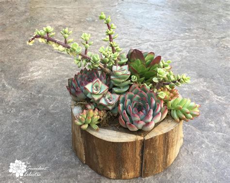 Close Planting Succulent Arrangement | The Succulent Eclectic