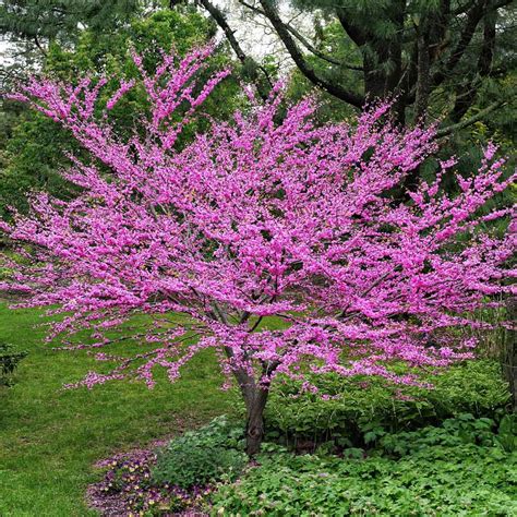 Eastern Redbud Trees for Sale– FastGrowingTrees.com