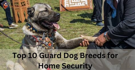 Top 10 Guard Dog Breeds for Home Security - dogmarket