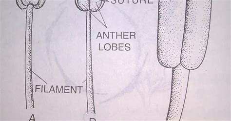 diagram of the structure of an anther lodes