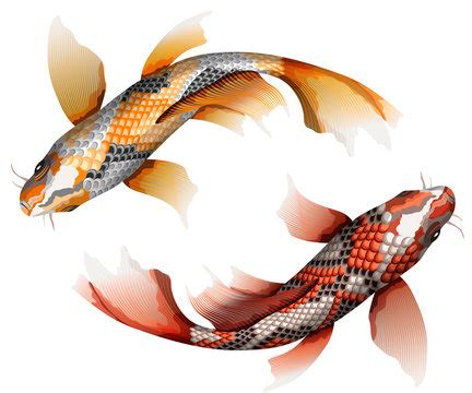 Realistic Koi Fish Drawing