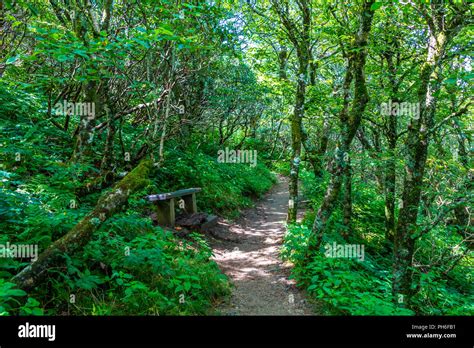 A Walking Trail Through Blue Ridge Mountains Stock Photo - Alamy