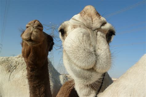 Camel faces | Cute comical camels | Charles Roffey | Flickr