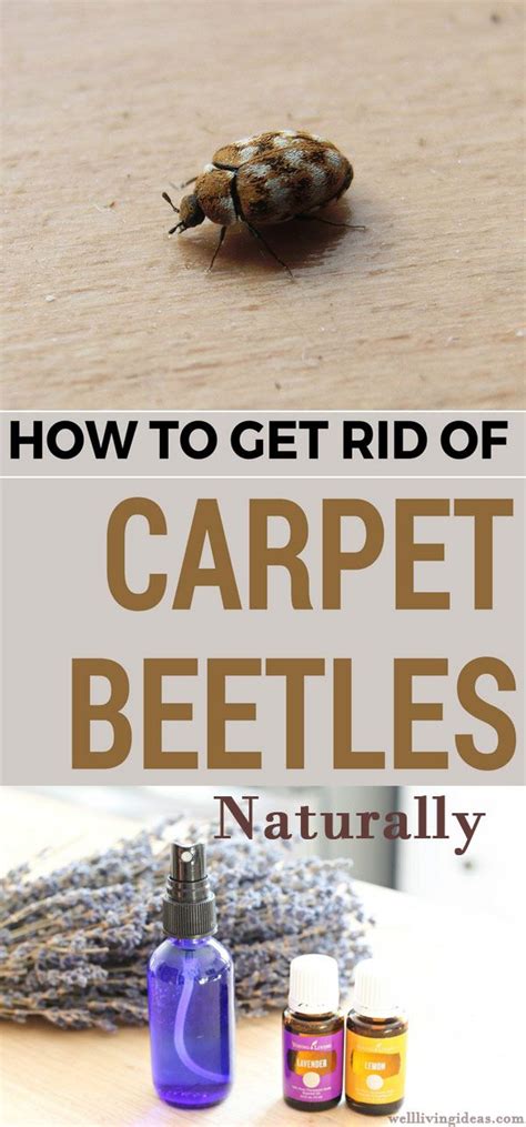 How To Get Rid of Carpet Beetles Naturally, On Your Own | Carpet beetle ...