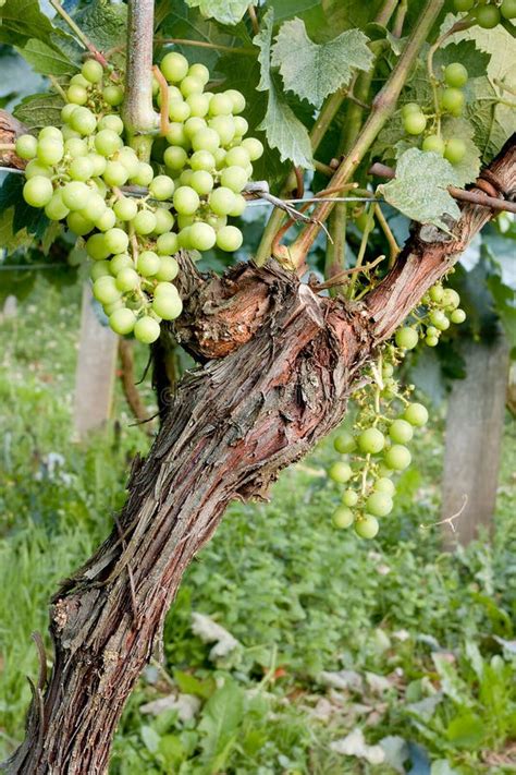 Single grapevine stock image. Image of grape, wine, plants - 5992043