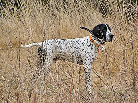 Braque d' Auvergne – Ultimate Upland Bird Dogs, quail and grouse hunting