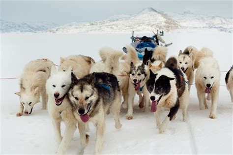 Climate change leads to starving dogs - Arctic Portal