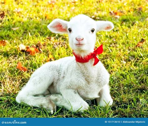 Cute lamb stock photo. Image of juvenile, born, easter - 151713610