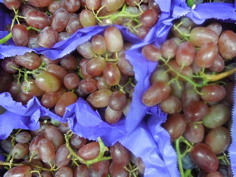 Free photo: Grapes, Red Grapes, Fruit, Juicy - Free Image on Pixabay - 338606