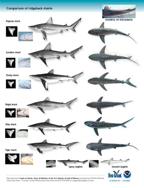 shark identification - Pesquisa do Google | Types of sharks, Shark photos, Shark