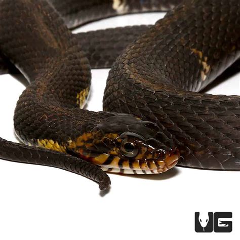 Broad Banded Water Snake For Sale - Underground Reptiles