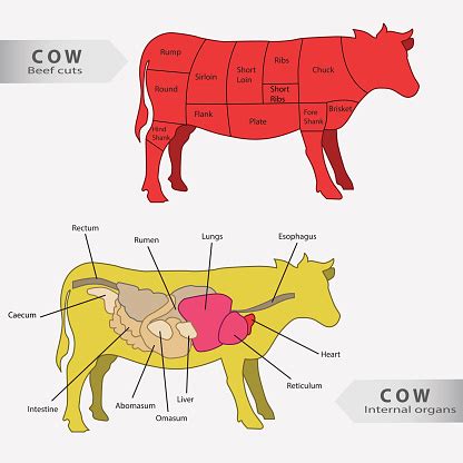 Basic Cow Internal Organs And Beef Cuts Chart Vector Stock Illustration ...